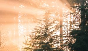 Preview wallpaper forest, pine, sun, rays, light, nature