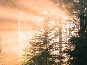Preview wallpaper forest, pine, sun, rays, light, nature