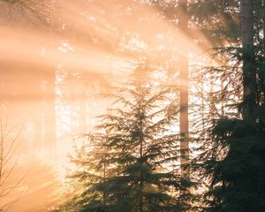 Preview wallpaper forest, pine, sun, rays, light, nature
