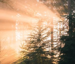 Preview wallpaper forest, pine, sun, rays, light, nature