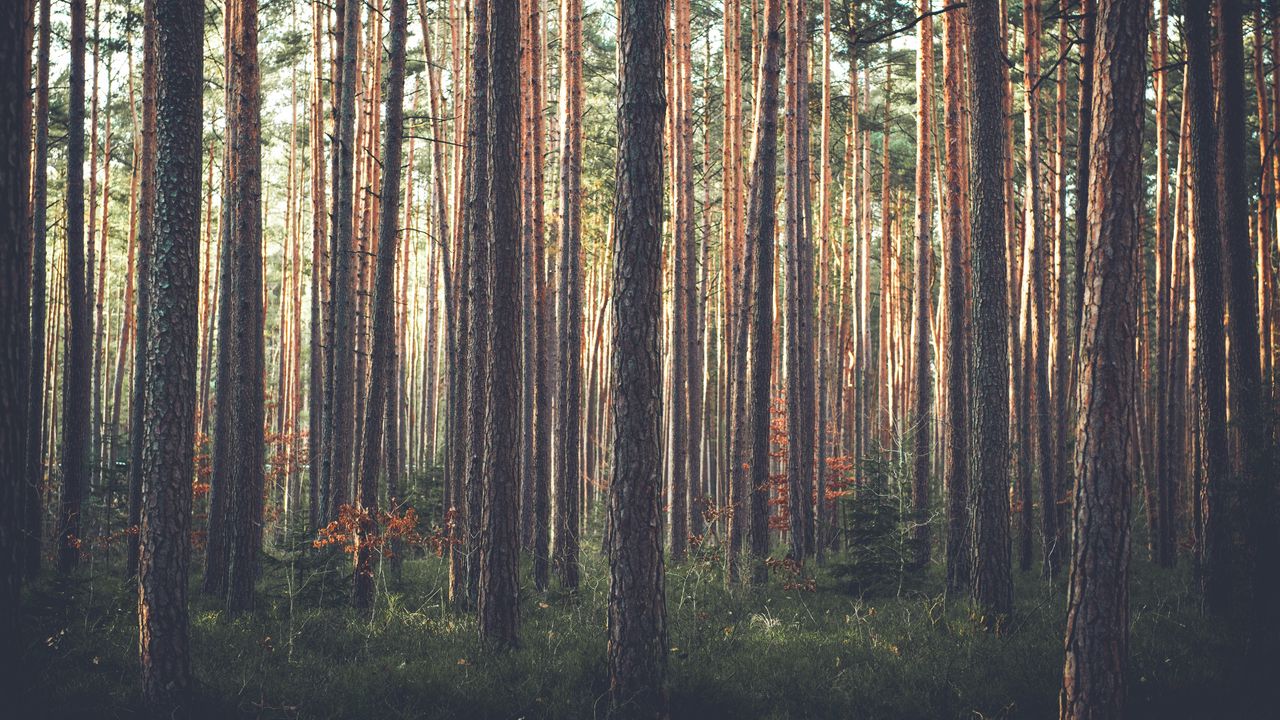 Wallpaper forest, pine, trees, grass