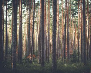 Preview wallpaper forest, pine, trees, grass