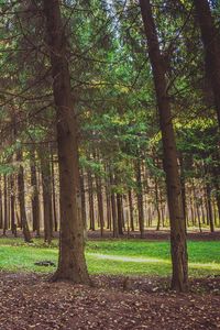 Preview wallpaper forest, pine, trees