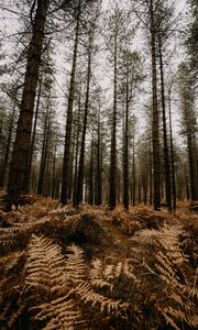 Preview wallpaper forest, pine trees, fern, trees, autumn, nature