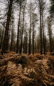 Preview wallpaper forest, pine trees, fern, trees, autumn, nature