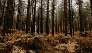 Preview wallpaper forest, pine trees, fern, trees, autumn, nature