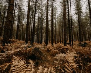 Preview wallpaper forest, pine trees, fern, trees, autumn, nature