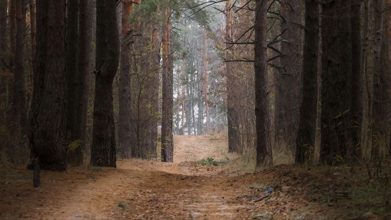 Wallpaper forest, pine trees, trees, path, nature, landscape