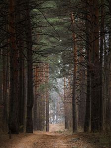 Preview wallpaper forest, pine trees, trees, path, nature, landscape