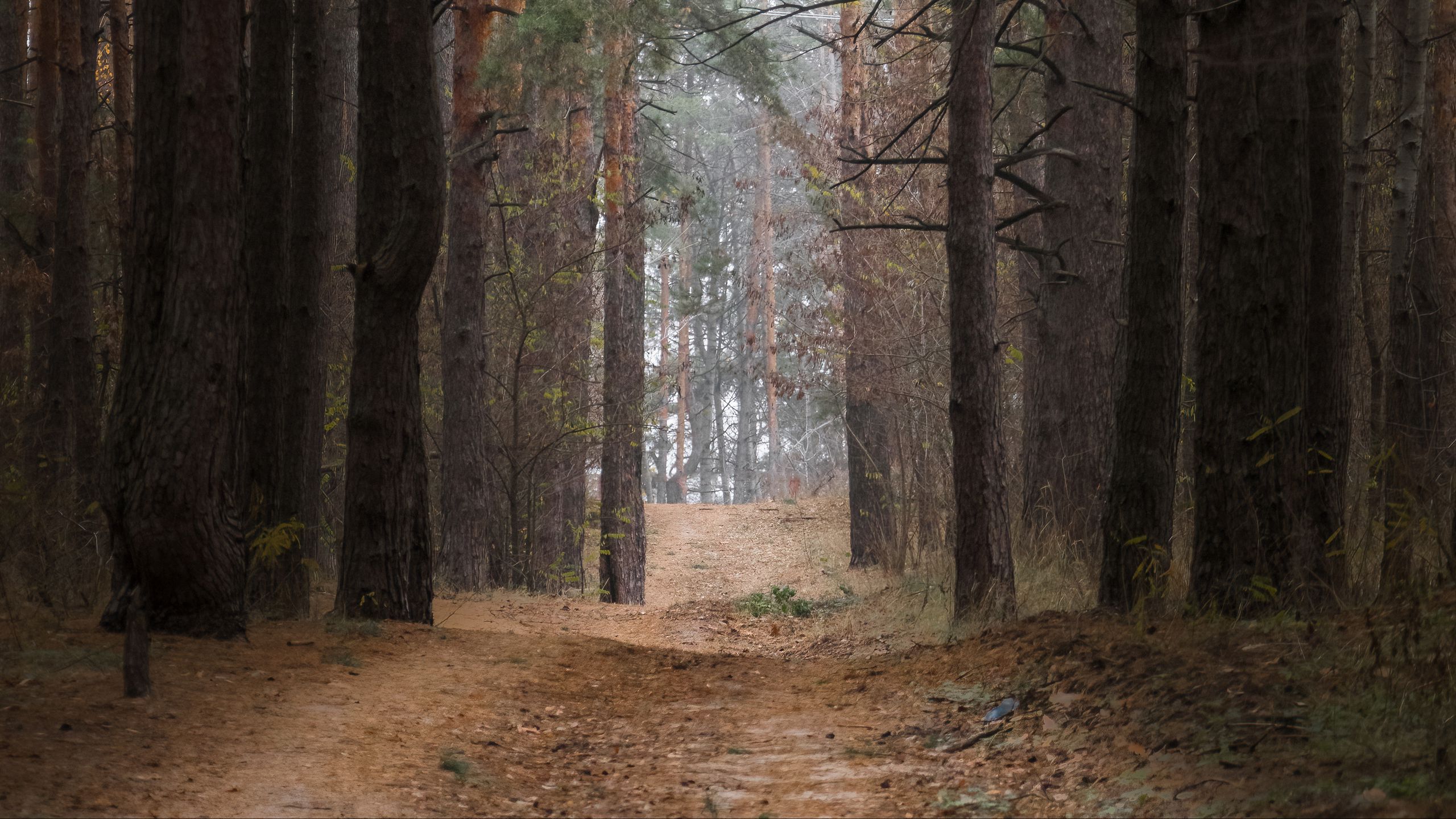 Download Wallpaper 2560x1440 Forest Pine Trees Trees Path Nature