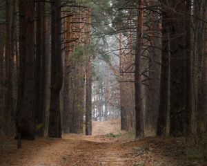 Preview wallpaper forest, pine trees, trees, path, nature, landscape