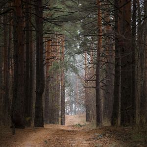 Preview wallpaper forest, pine trees, trees, path, nature, landscape