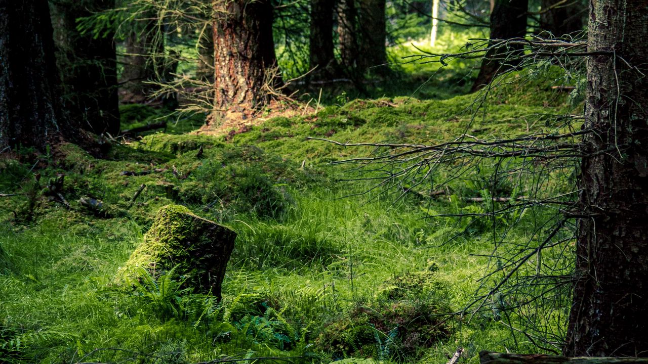 Wallpaper forest, pines, trees, grass, nature