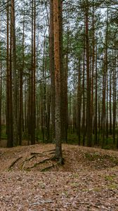 Preview wallpaper forest, pines, trees, coniferous, nature