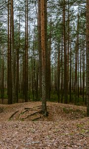 Preview wallpaper forest, pines, trees, coniferous, nature