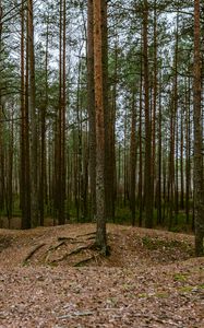 Preview wallpaper forest, pines, trees, coniferous, nature