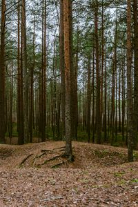 Preview wallpaper forest, pines, trees, coniferous, nature