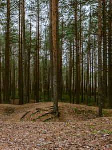 Preview wallpaper forest, pines, trees, coniferous, nature