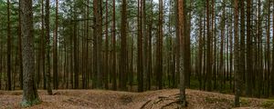 Preview wallpaper forest, pines, trees, coniferous, nature