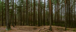 Preview wallpaper forest, pines, trees, coniferous, nature