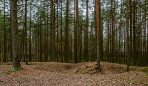 Preview wallpaper forest, pines, trees, coniferous, nature