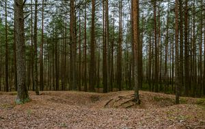 Preview wallpaper forest, pines, trees, coniferous, nature