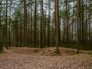 Preview wallpaper forest, pines, trees, coniferous, nature