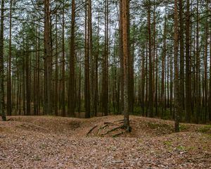 Preview wallpaper forest, pines, trees, coniferous, nature