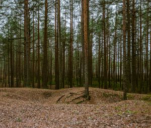 Preview wallpaper forest, pines, trees, coniferous, nature