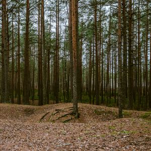 Preview wallpaper forest, pines, trees, coniferous, nature