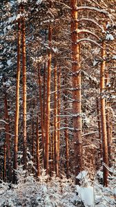 Preview wallpaper forest, pines, trees, snow, winter