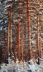 Preview wallpaper forest, pines, trees, snow, winter