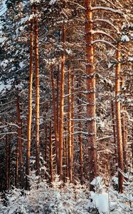 Preview wallpaper forest, pines, trees, snow, winter