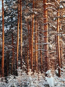 Preview wallpaper forest, pines, trees, snow, winter