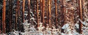 Preview wallpaper forest, pines, trees, snow, winter