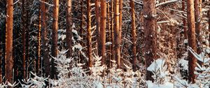 Preview wallpaper forest, pines, trees, snow, winter