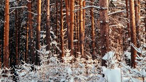 Preview wallpaper forest, pines, trees, snow, winter