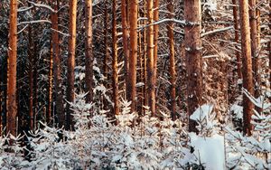 Preview wallpaper forest, pines, trees, snow, winter