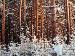 Preview wallpaper forest, pines, trees, snow, winter