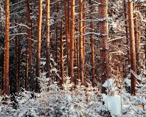 Preview wallpaper forest, pines, trees, snow, winter