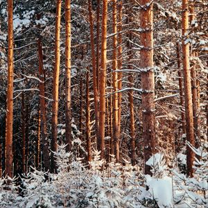 Preview wallpaper forest, pines, trees, snow, winter