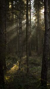 Preview wallpaper forest, pines, trees, sunlight, rays