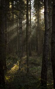 Preview wallpaper forest, pines, trees, sunlight, rays