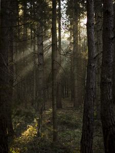 Preview wallpaper forest, pines, trees, sunlight, rays