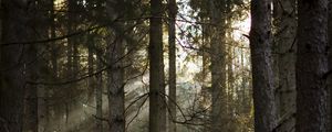 Preview wallpaper forest, pines, trees, sunlight, rays