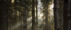 Preview wallpaper forest, pines, trees, sunlight, rays