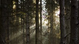 Preview wallpaper forest, pines, trees, sunlight, rays