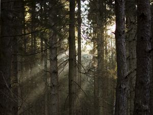 Preview wallpaper forest, pines, trees, sunlight, rays