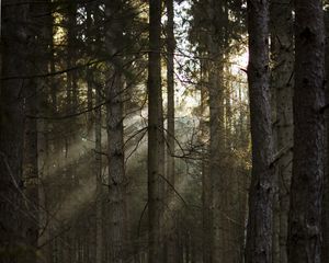 Preview wallpaper forest, pines, trees, sunlight, rays