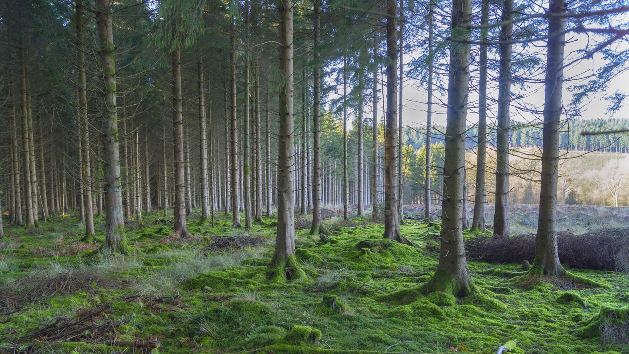 Wallpaper forest, pines, trees, moss, nature